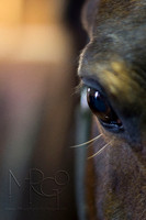 Equestrian